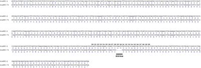 Emergence of a KPC Variant Conferring Resistance to Ceftazidime-Avibactam in a Widespread ST11 Carbapenem-Resistant Klebsiella pneumoniae Clone in China